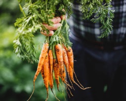 ¿como se clasifican las zanahorias?